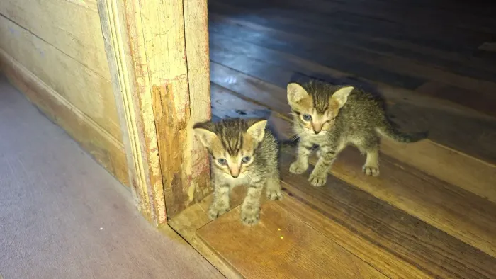 Filhotes gatas fêmeas