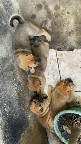 Shar pei original 