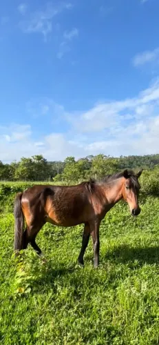 Cavalo