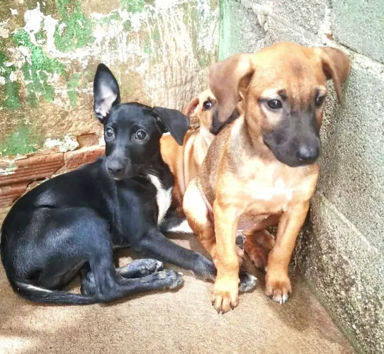 Lindos bebês para adoção responsável.