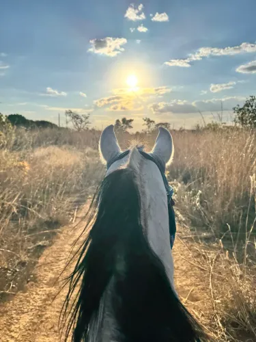 Cavalo mangalarga marchador registrado