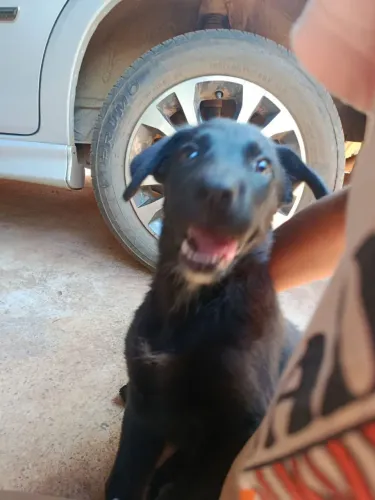 DOAÇÃO DE LABRADOR PRETO URGENTE 60 DIAS VERMIFUGADO, AINDA DOU 1 KG DE RAÇÃO