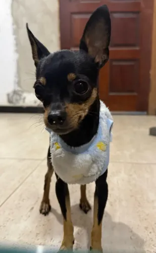 Cachorro com 2 anos para adoção responsável