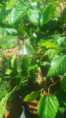 Amora portuguesa (gigante) enxertada produzindo