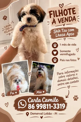 Shitzu disponível