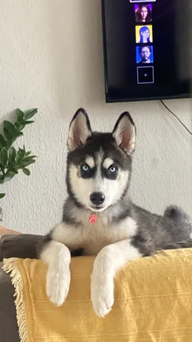 Husky siberiano fêmea 