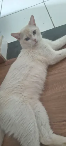 Doa- se gato