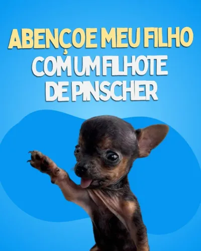 Doação de filhote Pinscher para meu filho