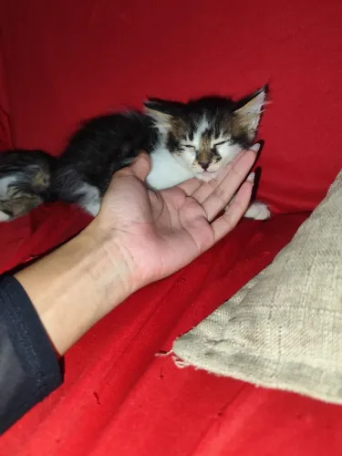 Doação de gatos