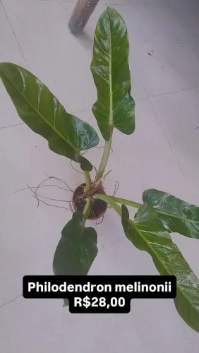 Philodendron 
