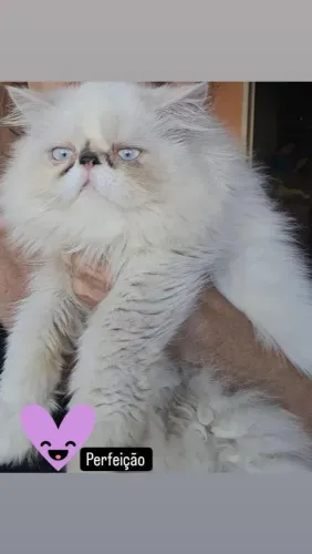 Gató persa maçhó hímalaia 