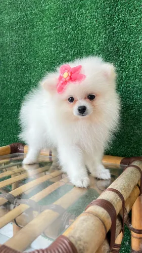 Spitz Alemão. Pedigree CBKC.