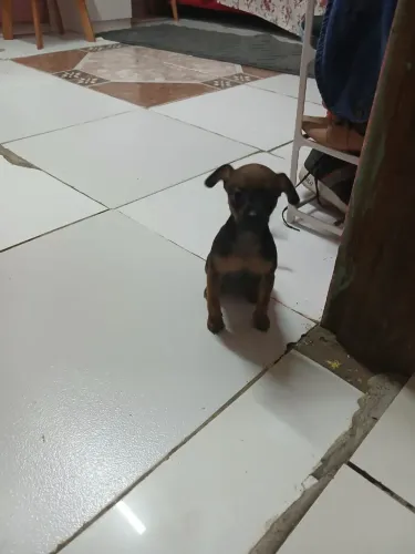 Pinscher