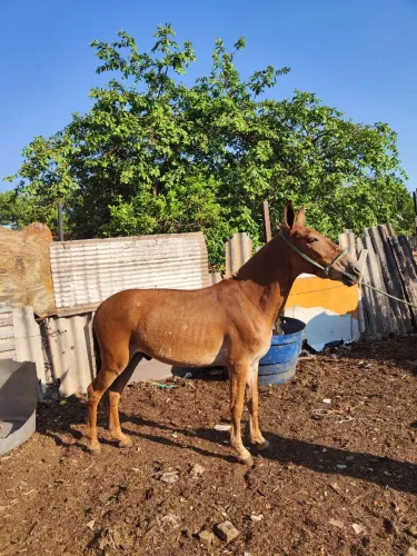 Burro novo