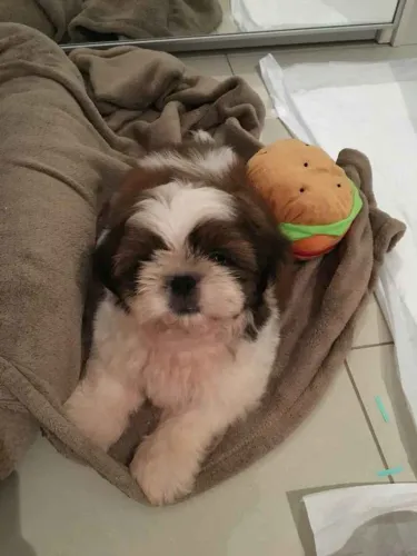 Filhote shih tzu, conquistam no primeiro olhar!