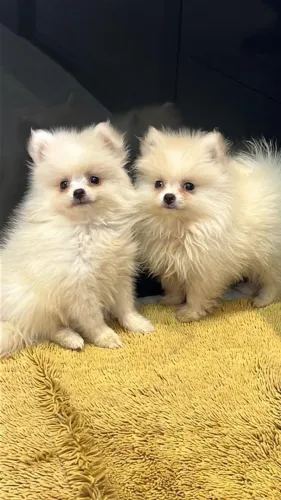 Spitz Alemão 