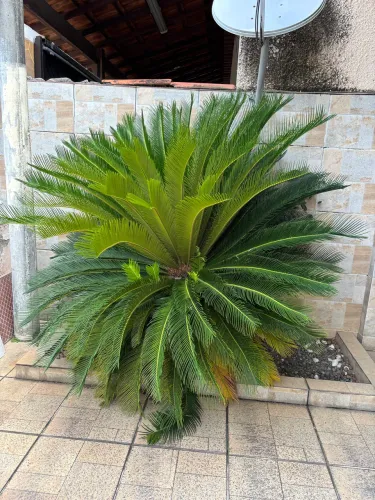 Palmeira Cica Sagu 1,6m 