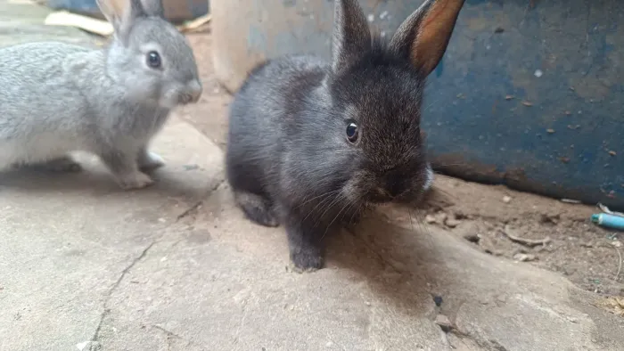 Casal de coelho filhote