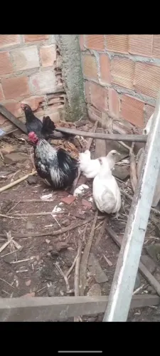 Vende-se 12 galinhas uma gsv 4 balão um galo gsv e 5 danica dois macho 4 fêmeas