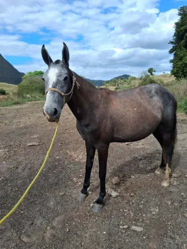Égua Mangalarga