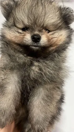 Lulu da Pomerânia linhagem pura 6.500,00