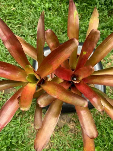 Bromélia