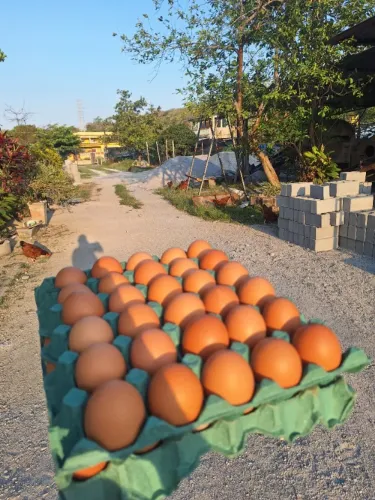 Ovos galados galinhas pesadao e caipira DUZIA
