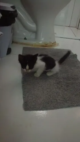 Gata filhote para doação