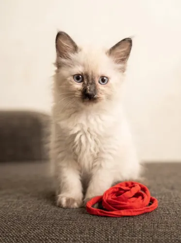 Siamês Gato Filhote Fêmea