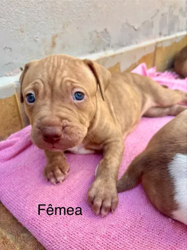 Filhotes de Pitbull 