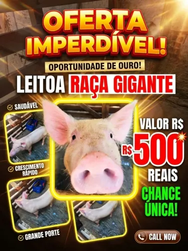 Leitoa raça gigante ótima para matriz!