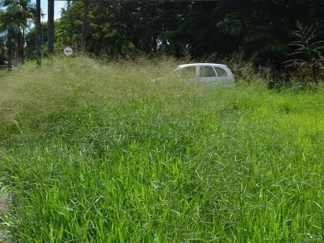 Limpeza de lote com roçadeira 