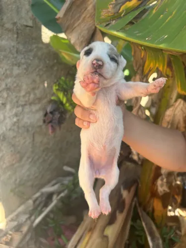 Doação de cachorros
