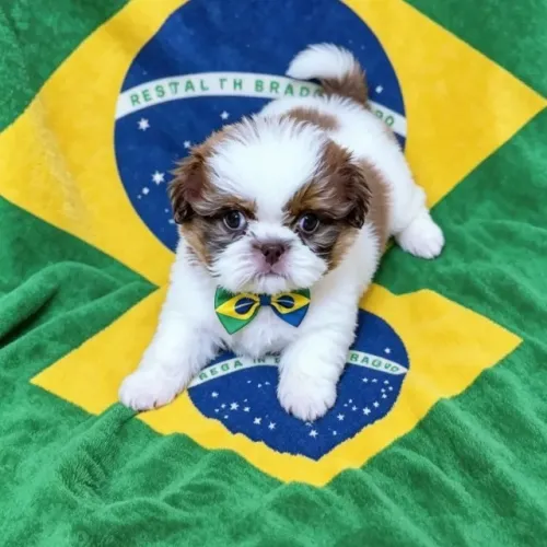 Filhote de Shih tzu ( linhagem fígado ).