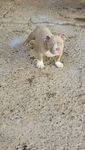 American bully femea com 2 meses 