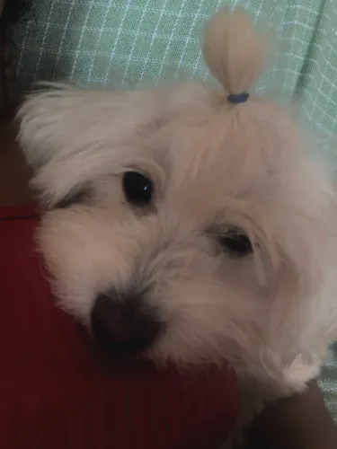 Poodle fêmea 