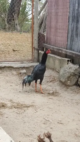 Frango índio