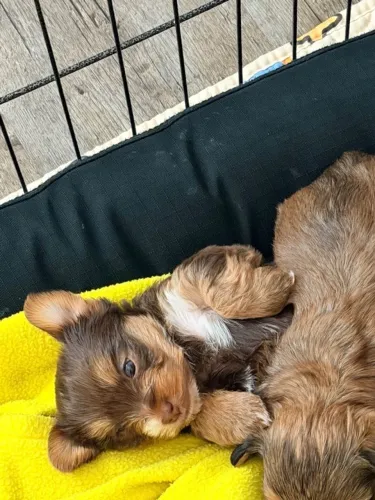 Filhotes de Yorkshire | Venha conhecer nossos cães cheios de carisma!