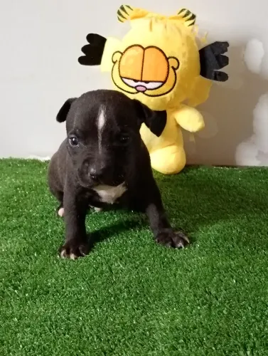 American staffordshire terrier