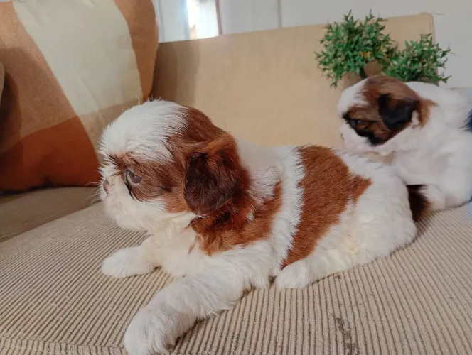 Lindos filhotes de Shitzu prontos pra entregar 