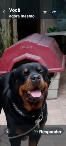 Vendo um rottweiler cabeça touro