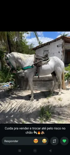 Cavalo mangalarga marchador inteiro