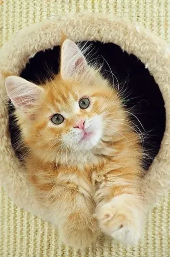 Maine Coon 