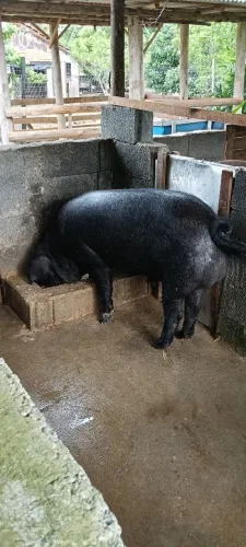 Cachaço Reprodutor Moura x Duroc - Genética de Marmoreio e Peso