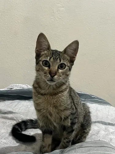 Gato