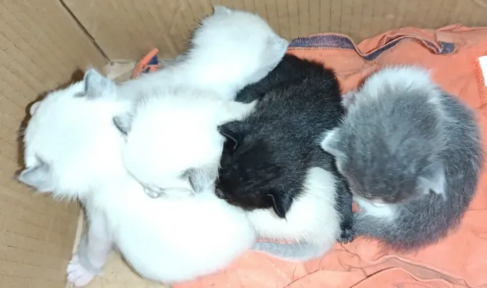 Gatinhos
