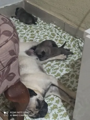 Venda filhote Pug puro sangue 