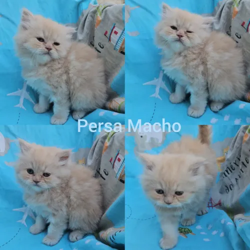 Persas e Himalaios Filhotes - Gatil BSB Cat