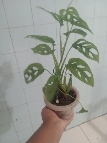 PLANTA