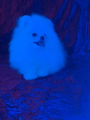 Fêmea Spitz alemão anao